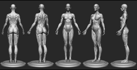 Анатомия женского тела Zbrush