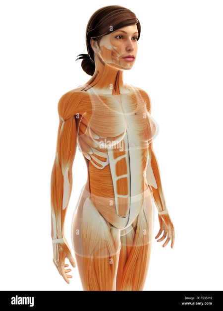 Мышцы женского тела