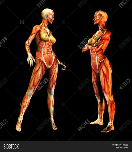 Мускулатура женского тела