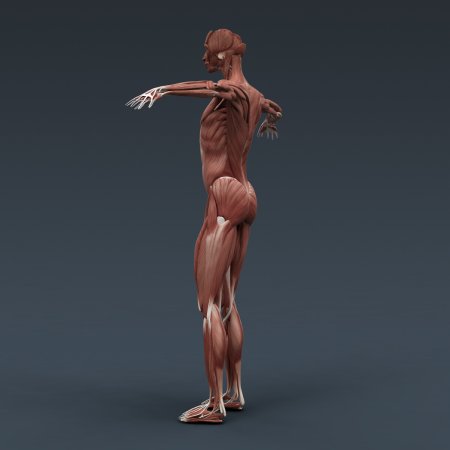 Мускулатура женского тела