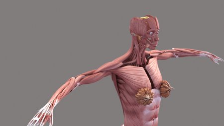 Мышцы человека фото