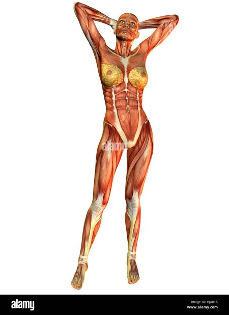 Женское тело скелет с мышцами