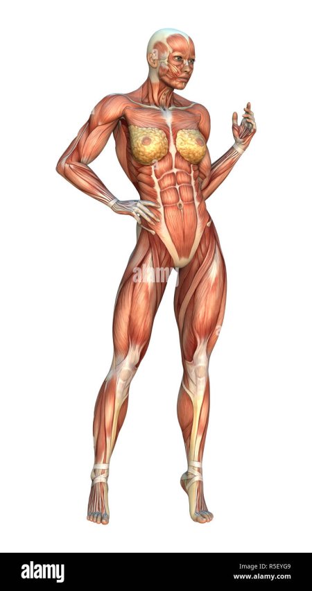 Тело женщины фото биология рисунок