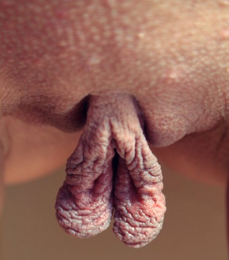 Самые длинные половые губы