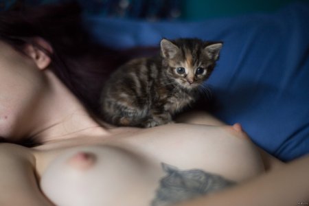 Голые девушки кошки