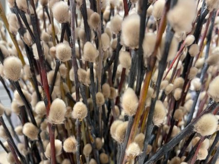 Верба на вербное воскресенье