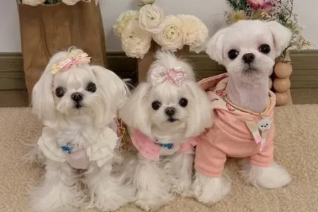 Мальтийская болонка teacup