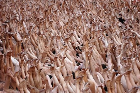 Оксана Задумина Спенсер туник