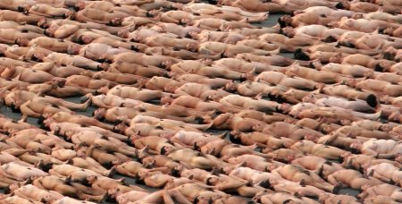 Спенсер туник