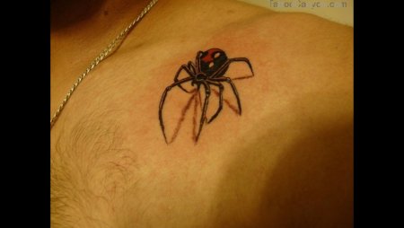 Тату паук черная вдова