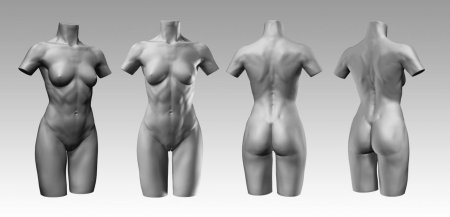 Женский торс референс