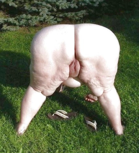 Порода свиней