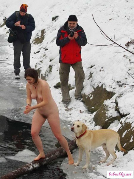 Лабрадор ретривер палевый