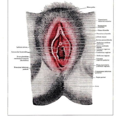 Наружные женские половые органы