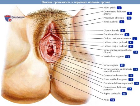 Женские наружные половые органы