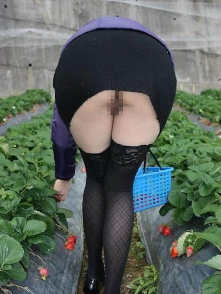 Теплица для клубники