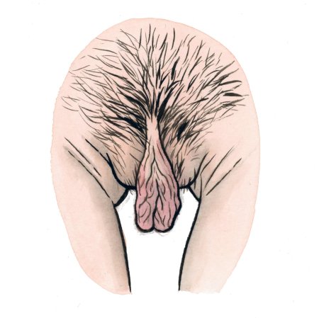 Вагина рисунок