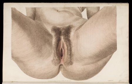 Рисунки вагины