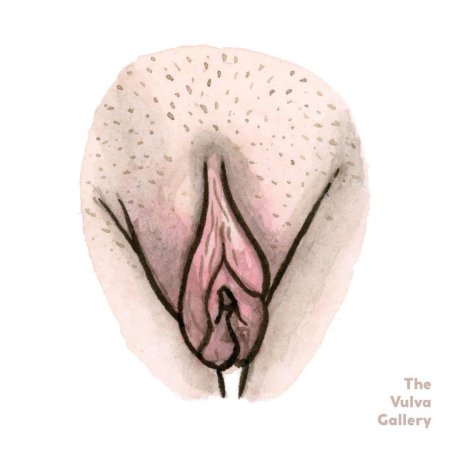 Какие бывают вагины у девушек (50 рисунков)