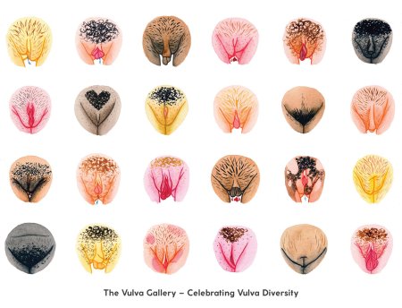 Разновидности женских вульв