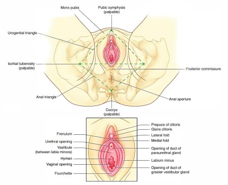 Расположение клитора у женщин