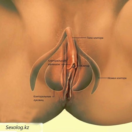 Анатомическое расположение клитора