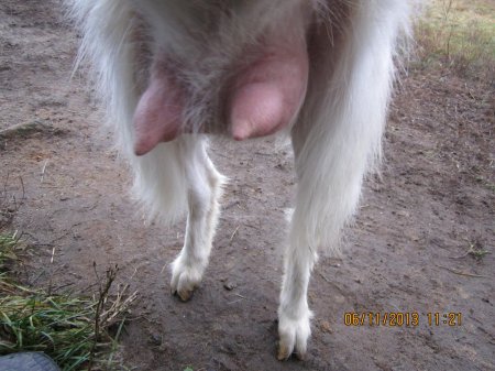 Вымя у козы