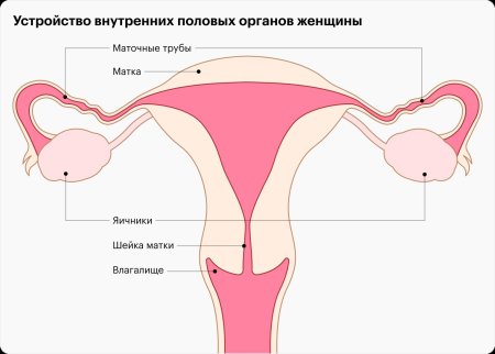 Женская половая орган