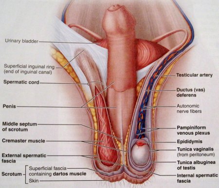 Inguinal canal