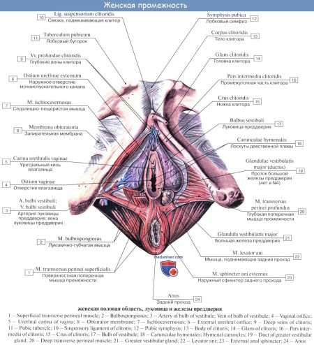 Наружные женские половые органы