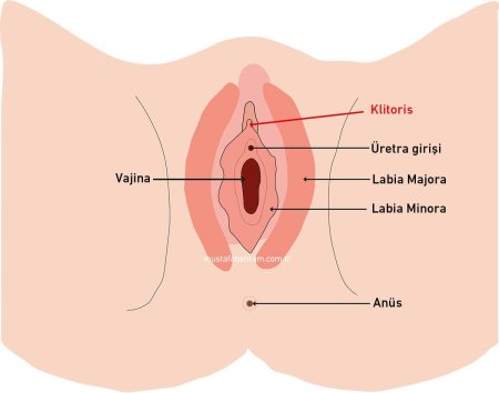 Как выглядит влагалище женщины