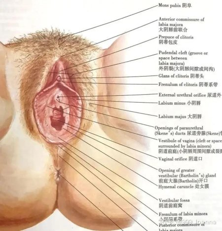 Строение женских половых органов