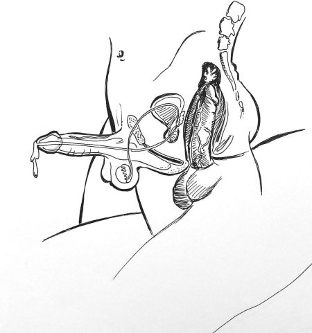 Секс в разрезе