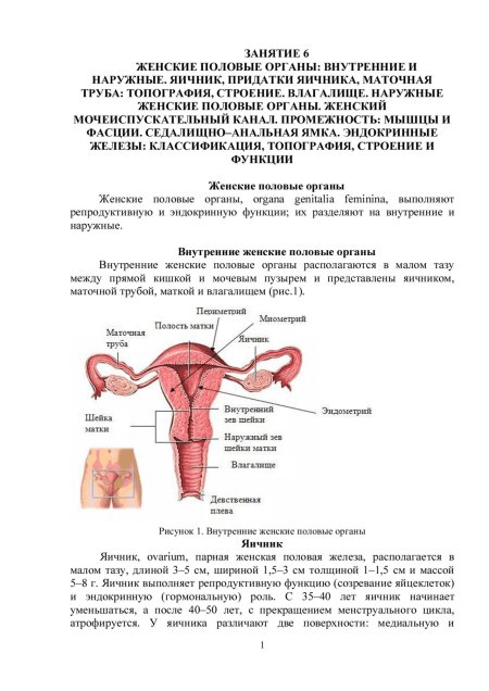 Строение женских репродуктивных органов