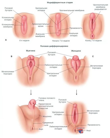 Наружные женские половые органы