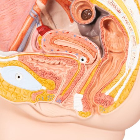 Красивые женские половые органы