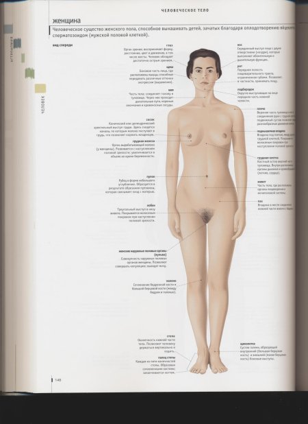 Строение женских половых органов