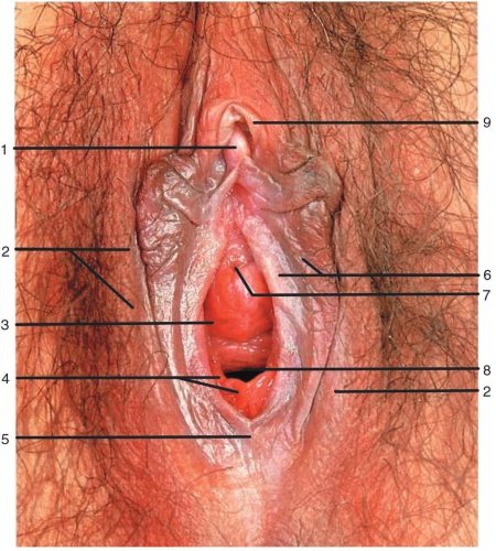 Женская промежность строение