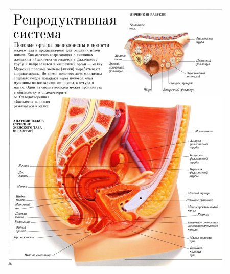 Строение полового органа женщины