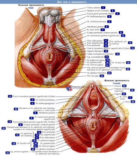 Расположение уретры у женщин