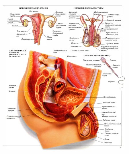 Анатомическое строение мужской репродуктивной системы