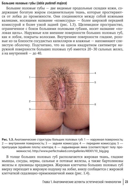 Наружные женские половые органы