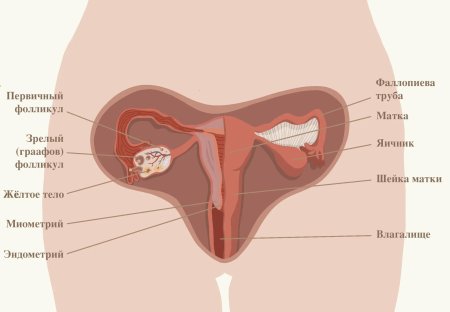 Органы женщины