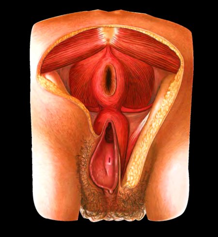 Строение женской вагины
