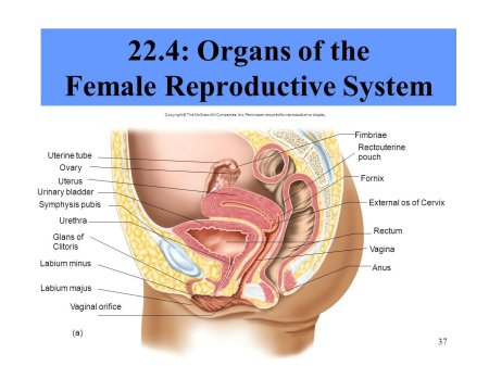 The female reproductive system