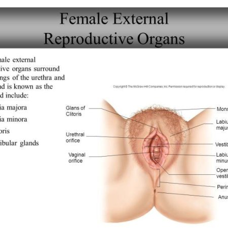 Reproductive organ