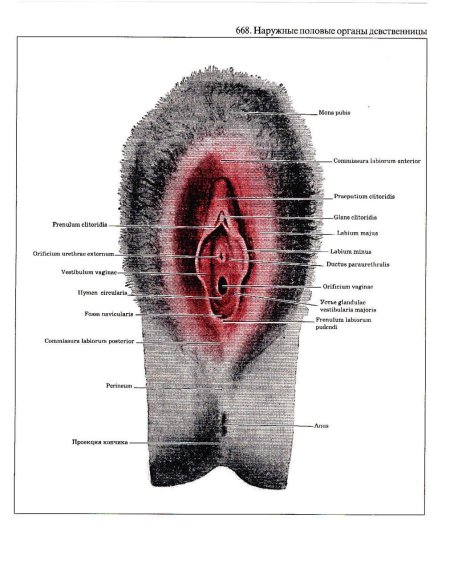Наружные половые органы женщин