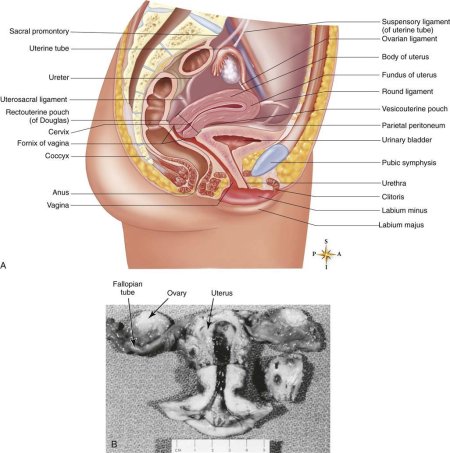 Строение женских органов