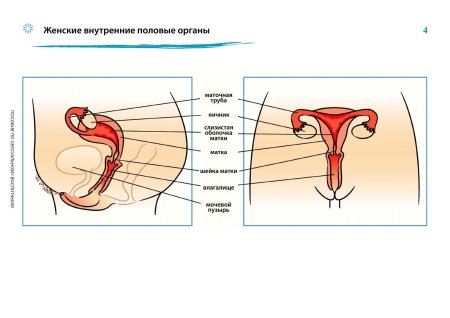 Строение женских половых органов