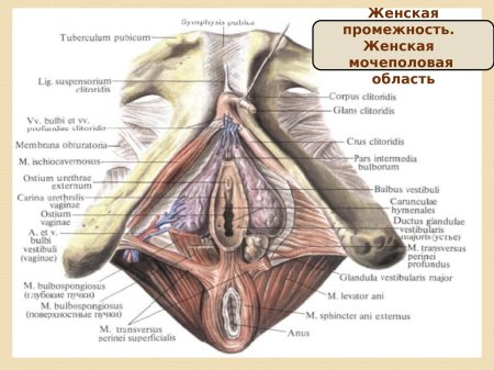 Строение женской промежности